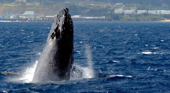 クジラ岬